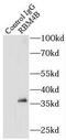 RBM4B antibody, FNab07182, FineTest, Immunoprecipitation image 