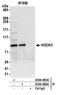 Hook Microtubule Tethering Protein 3 antibody, A304-905A, Bethyl Labs, Immunoprecipitation image 