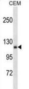 Angiomotin antibody, abx030454, Abbexa, Western Blot image 