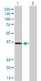 Polycystin 1 Like 2 (Gene/Pseudogene) antibody, H00114780-D01P, Novus Biologicals, Western Blot image 
