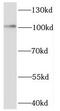 Exocyst Complex Component 1 antibody, FNab02893, FineTest, Western Blot image 