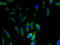 Small Nuclear Ribonucleoprotein Polypeptide G antibody, A53897-100, Epigentek, Immunofluorescence image 