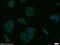 Zinc Finger Protein 557 antibody, 20500-1-AP, Proteintech Group, Immunofluorescence image 