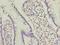 Oocyte Secreted Protein 2 antibody, A65814-100, Epigentek, Immunohistochemistry paraffin image 