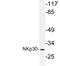 Natural Cytotoxicity Triggering Receptor 3 antibody, LS-C177863, Lifespan Biosciences, Western Blot image 