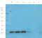 Guanylate Cyclase 1 Soluble Subunit Alpha 2 antibody, orb389331, Biorbyt, Western Blot image 