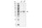 Heme Oxygenase 1 antibody, 78817S, Cell Signaling Technology, Western Blot image 