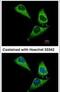 Rho GTPase Activating Protein 15 antibody, PA5-31530, Invitrogen Antibodies, Immunofluorescence image 
