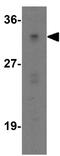 Ribosomal Protein SA antibody, GTX31902, GeneTex, Western Blot image 