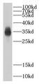 Chibby Family Member 1, Beta Catenin Antagonist antibody, FNab01334, FineTest, Western Blot image 