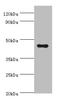 Apolipoprotein A4 antibody, A57173-100, Epigentek, Western Blot image 