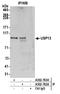 Ubiquitin carboxyl-terminal hydrolase 13 antibody, A302-762A, Bethyl Labs, Immunoprecipitation image 