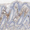 Versican antibody, HPA004726, Atlas Antibodies, Immunohistochemistry frozen image 