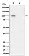 Nucleolin antibody, P00228-1, Boster Biological Technology, Western Blot image 