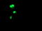 DNA repair protein RAD51 homolog 2 antibody, TA503550, Origene, Immunofluorescence image 