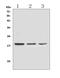 RNS3 antibody, A03115-1, Boster Biological Technology, Western Blot image 