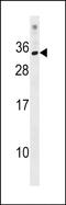 KRAB Box Domain Containing 1 antibody, PA5-49156, Invitrogen Antibodies, Western Blot image 