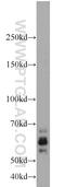 F-box/WD repeat-containing protein 7 antibody, 55290-1-AP, Proteintech Group, Western Blot image 