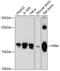 Peptidyl-prolyl cis-trans isomerase H antibody, 14-294, ProSci, Western Blot image 