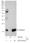 Calt antibody, GTX114316, GeneTex, Immunoprecipitation image 