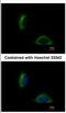 Family With Sequence Similarity 171 Member A1 antibody, NBP2-16414, Novus Biologicals, Immunofluorescence image 