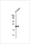 Complexin 3 antibody, LS-C166991, Lifespan Biosciences, Western Blot image 