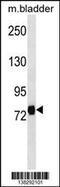 Leucine-rich repeat-containing protein 4C antibody, 59-932, ProSci, Western Blot image 