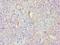 Fibroblast Growth Factor Binding Protein 1 antibody, LS-C377572, Lifespan Biosciences, Immunohistochemistry frozen image 