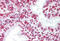 Myocardial Zonula Adherens Protein antibody, MBS247675, MyBioSource, Immunohistochemistry frozen image 