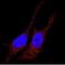 Microtubule Associated Protein 1 Light Chain 3 Beta antibody, GTX82986, GeneTex, Immunofluorescence image 