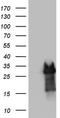 Paired Related Homeobox 1 antibody, TA803115BM, Origene, Western Blot image 