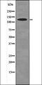 Sterol Regulatory Element Binding Transcription Factor 2 antibody, orb335988, Biorbyt, Western Blot image 