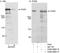 Cullin 9 antibody, A300-098A, Bethyl Labs, Immunoprecipitation image 