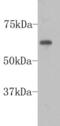 PiggyBac transposable element-derived protein 5 antibody, NBP2-67048, Novus Biologicals, Western Blot image 