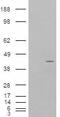 Neutrophil Cytosolic Factor 4 antibody, GTX89030, GeneTex, Western Blot image 