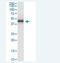 HLA class I histocompatibility antigen, A-80 alpha chain antibody, H00003105-M01-100ug, Novus Biologicals, Western Blot image 