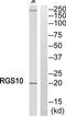 Regulator Of G Protein Signaling 10 antibody, TA313283, Origene, Western Blot image 