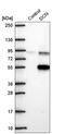 Decorin antibody, HPA064736, Atlas Antibodies, Western Blot image 