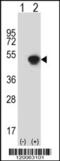 Glycine C-Acetyltransferase antibody, 56-722, ProSci, Western Blot image 