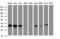 Jun Proto-Oncogene, AP-1 Transcription Factor Subunit antibody, LS-C175422, Lifespan Biosciences, Western Blot image 