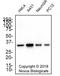 PCNA antibody, NB500-106, Novus Biologicals, Western Blot image 
