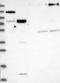Cysteine Sulfinic Acid Decarboxylase antibody, NBP1-84373, Novus Biologicals, Western Blot image 