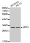 Hes-1 antibody, abx123436, Abbexa, Western Blot image 