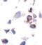 BCL2 Associated Agonist Of Cell Death antibody, MA5-15085, Invitrogen Antibodies, Immunohistochemistry frozen image 