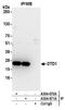 D-Aminoacyl-TRNA Deacylase 1 antibody, A304-671A, Bethyl Labs, Immunoprecipitation image 