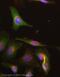 NAD(P)H Quinone Dehydrogenase 1 antibody, ab34173, Abcam, Immunofluorescence image 
