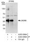Lin-28 Homolog B antibody, A303-588A, Bethyl Labs, Immunoprecipitation image 