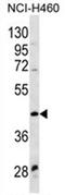 Wnt Family Member 9A antibody, AP54570PU-N, Origene, Western Blot image 