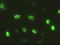 SRY-Box 17 antibody, TA500046, Origene, Immunofluorescence image 