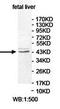 PNKD Metallo-Beta-Lactamase Domain Containing antibody, orb78364, Biorbyt, Western Blot image 